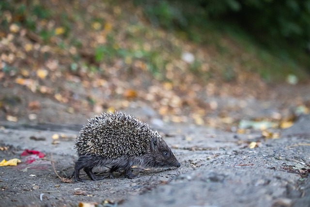 争对手压力 争对手压力